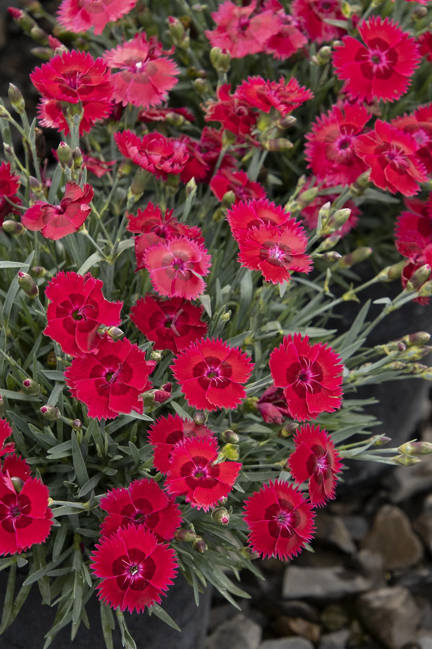 Star Single™ Fire Star Improved Dianthus 1 Star Single™ Fire Star Improved Dianthus