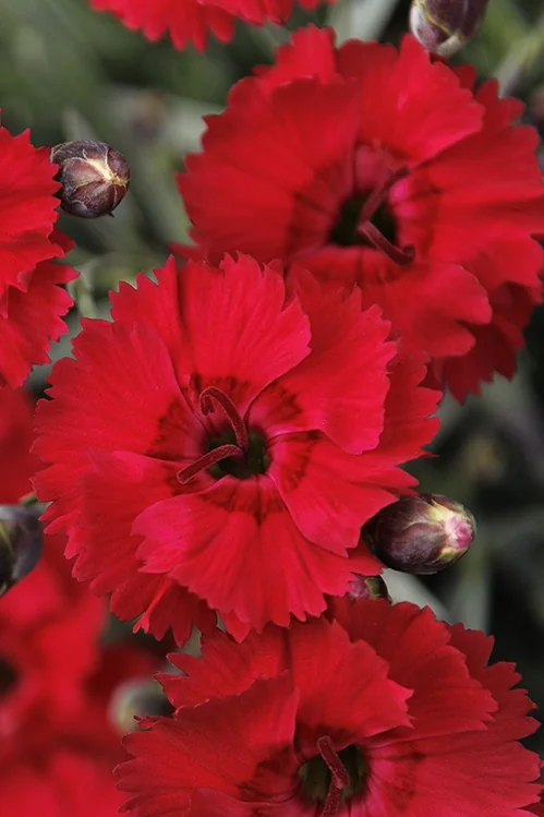 Star Single™ Fire Star Improved Dianthus 2 Star Single™ Fire Star Improved Dianthus