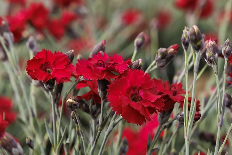 Star Single™ Fire Star Improved Dianthus 3 Star Single™ Fire Star Improved Dianthus