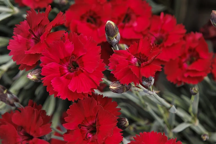 Star Single™ Fire Star Improved Dianthus 4 Star Single™ Fire Star Improved Dianthus