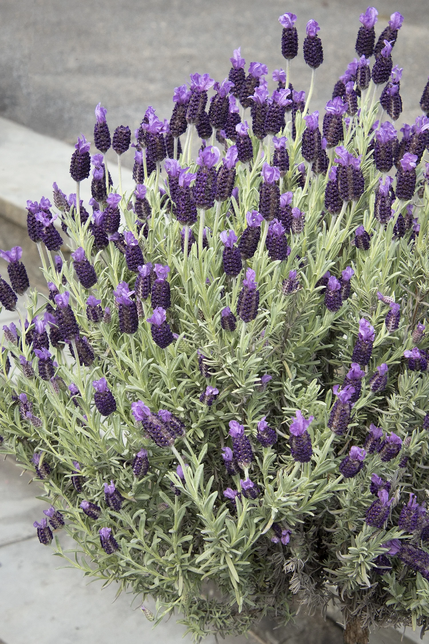 Anouk Spanish Lavender