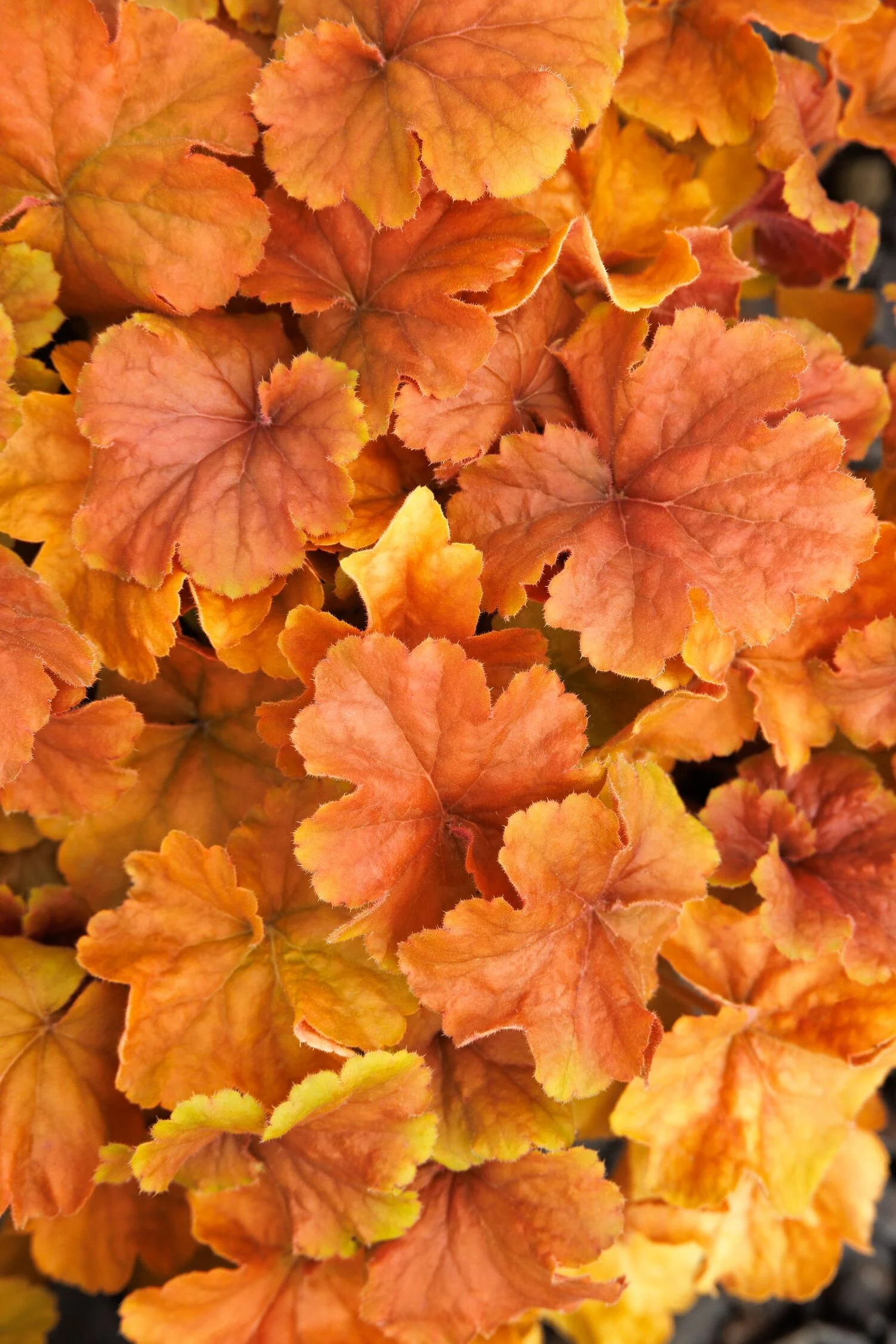 Northern Exposure™ Amber Heuchera 1 Northern Exposure™ Amber Heuchera