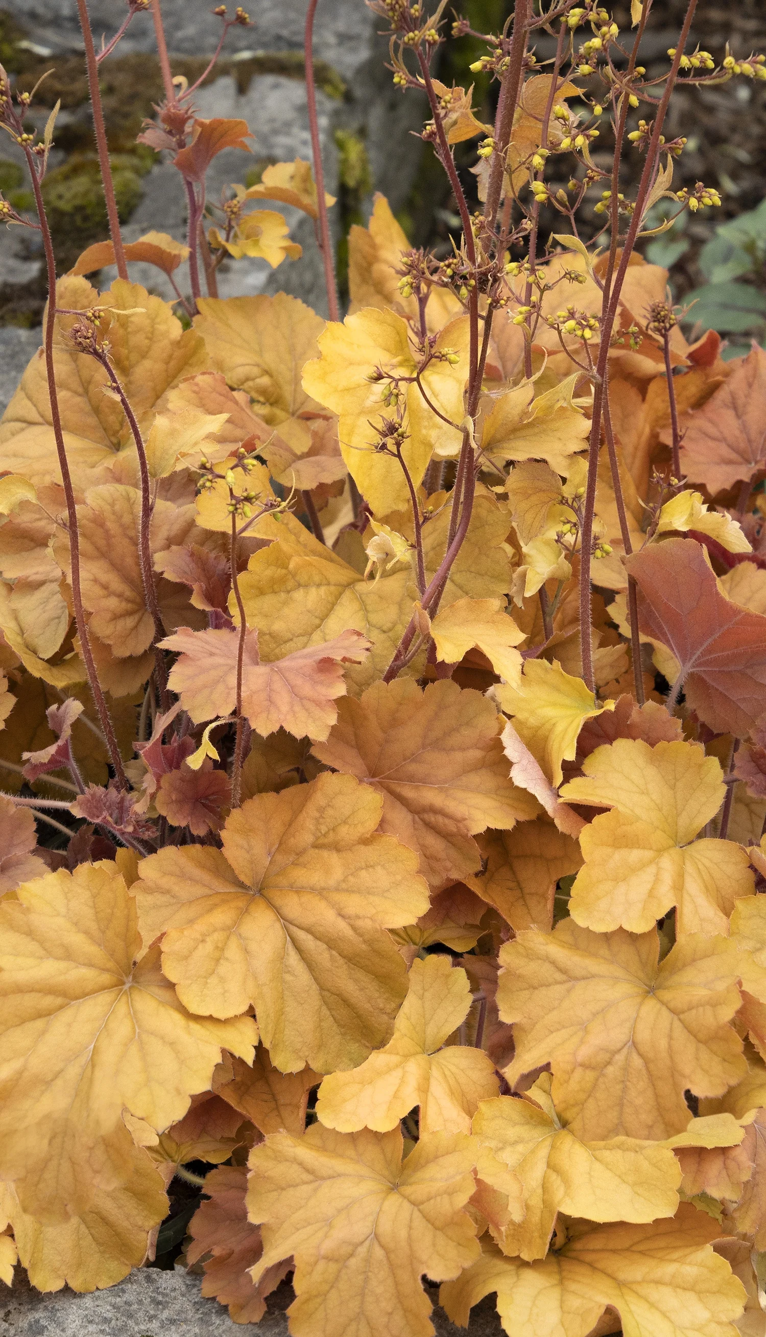 Northern Exposure™ Amber Heuchera 2 Northern Exposure™ Amber Heuchera