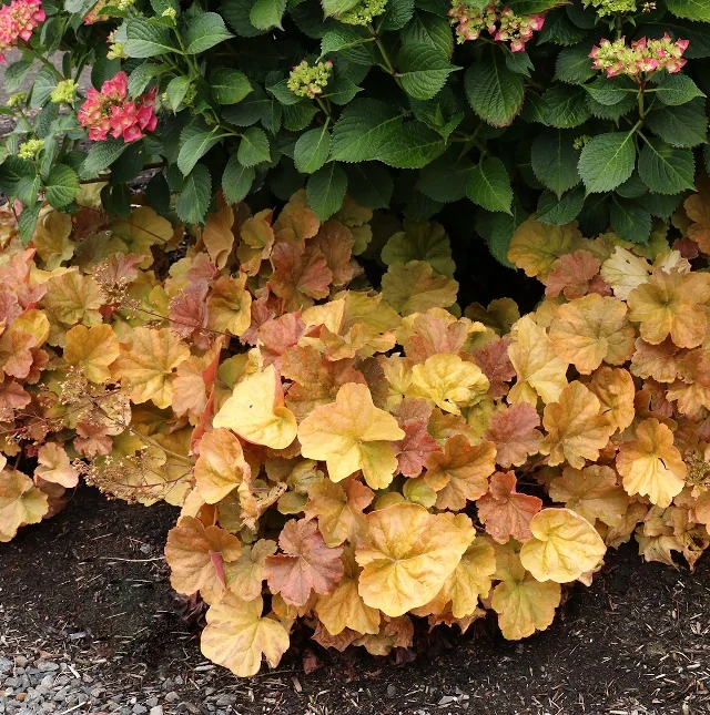 Northern Exposure™ Amber Heuchera 3 Northern Exposure™ Amber Heuchera