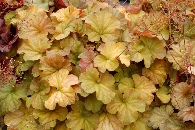 Northern Exposure™ Amber Heuchera 4 Northern Exposure™ Amber Heuchera