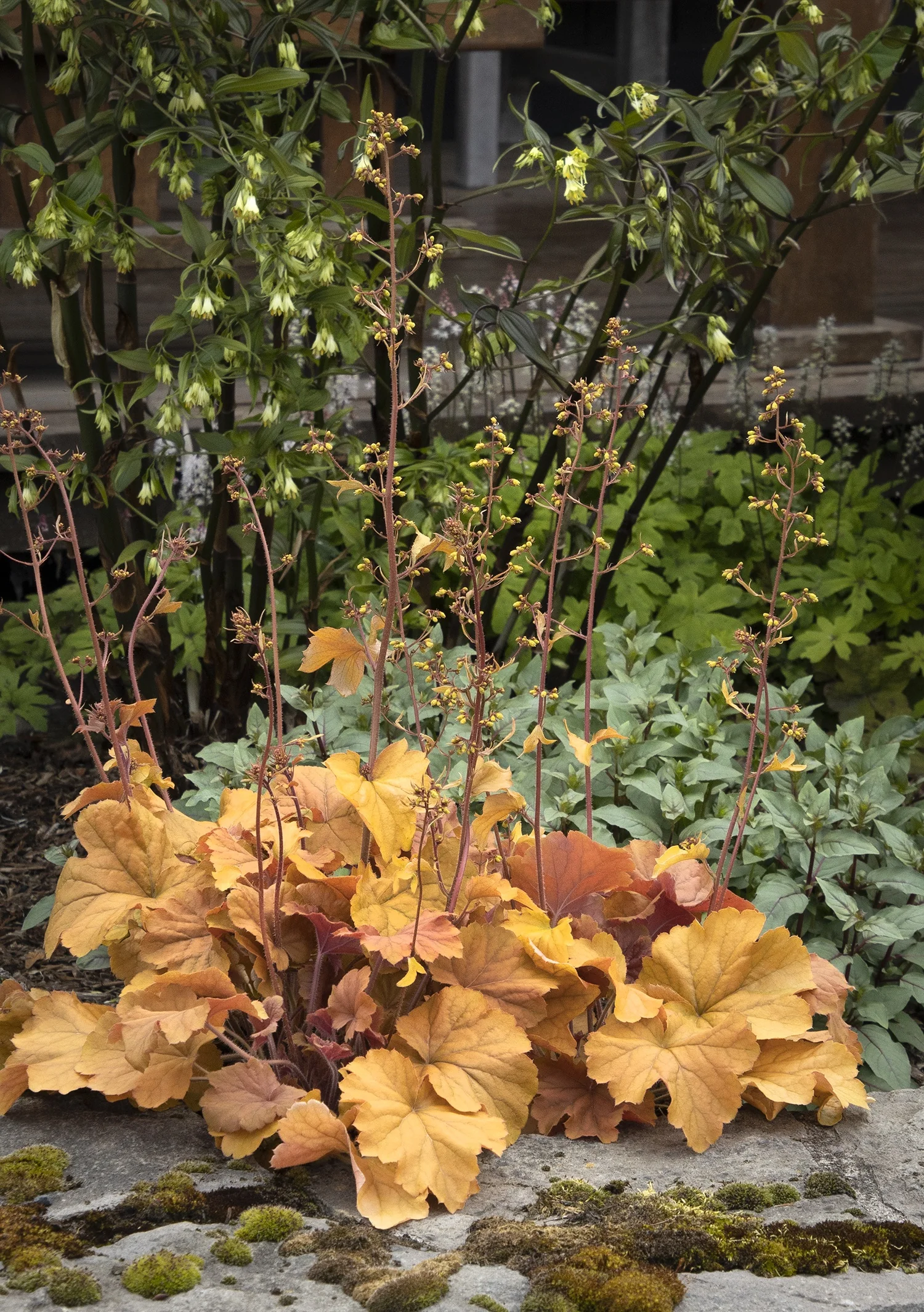 Northern Exposure™ Amber Heuchera 5 Northern Exposure™ Amber Heuchera