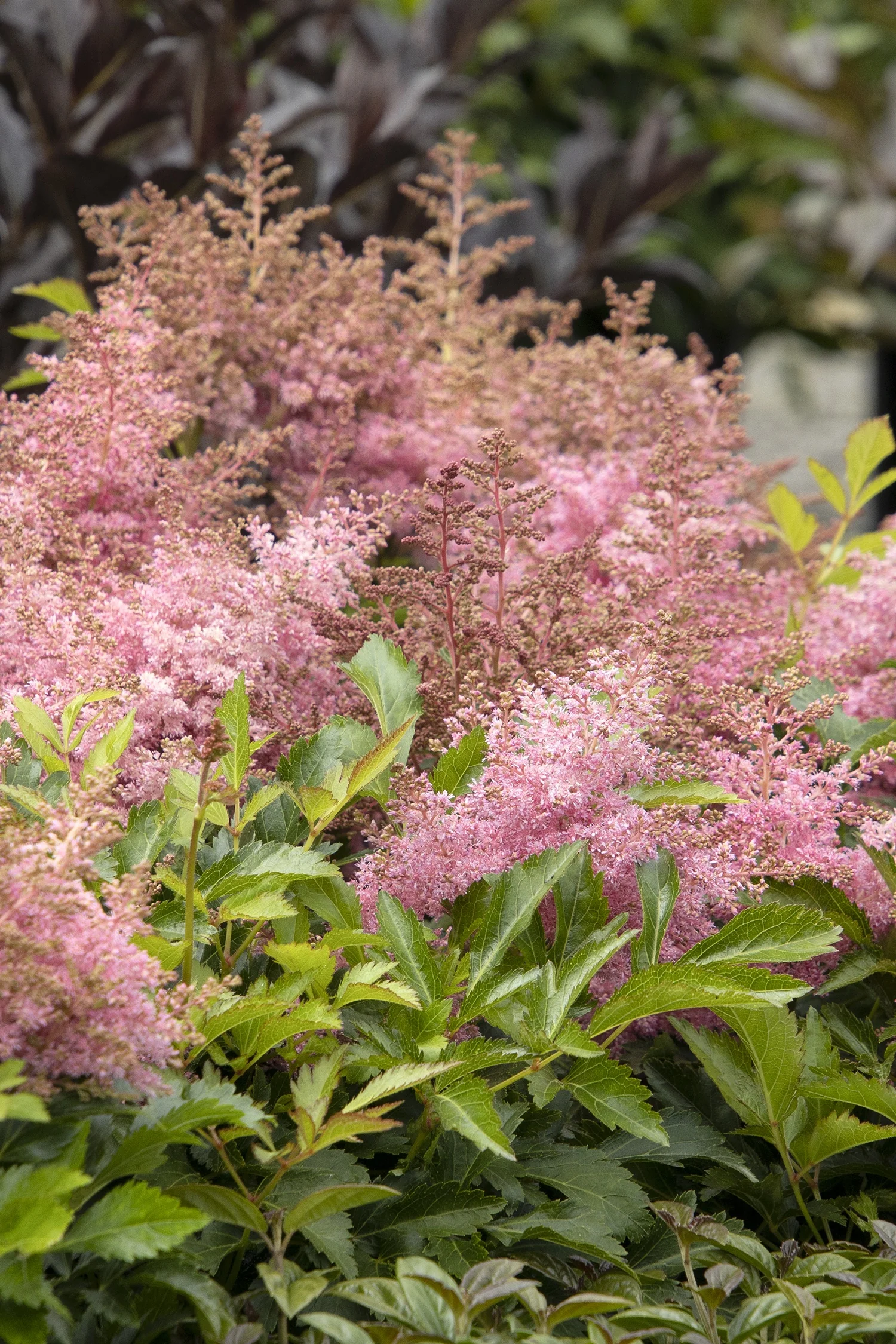 Wonderful Day Astilbe
