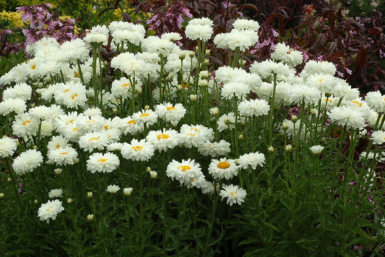 Victorian Secret Shasta Daisy