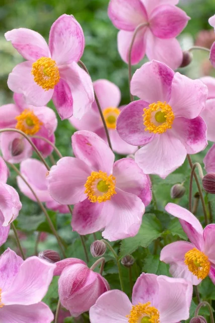 Little Princess Japanese Anemone 8 Little Princess Japanese Anemone