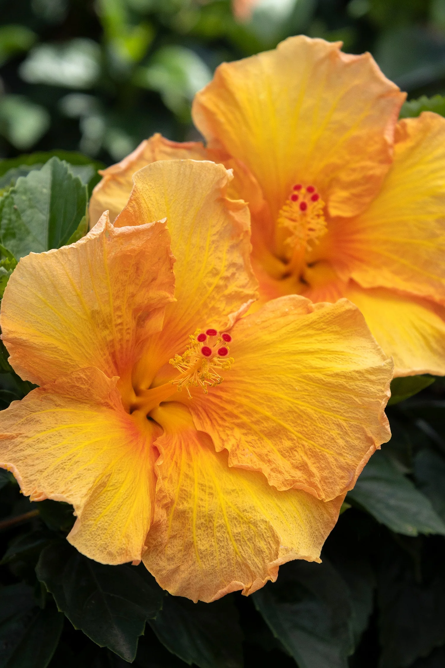 Jazzy Jewel® Amber Hibiscus