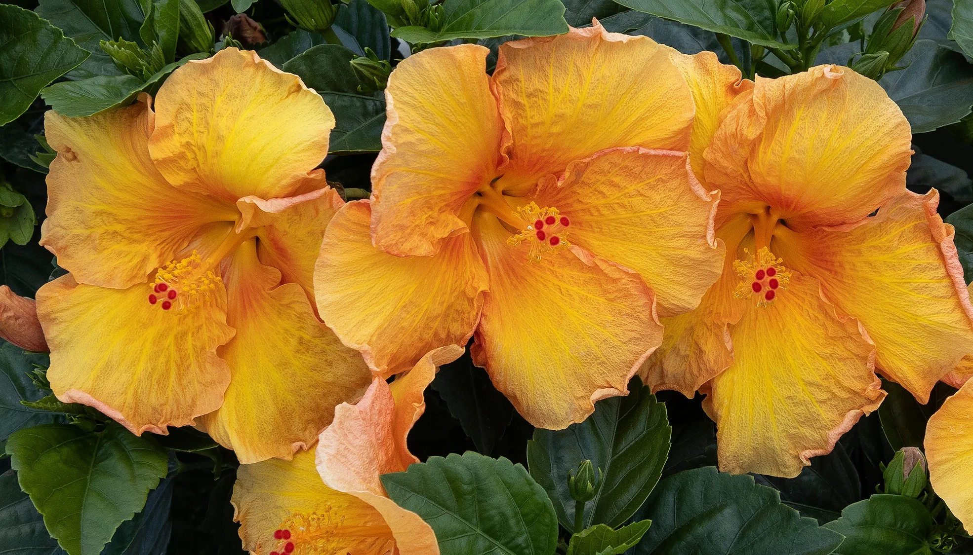Jazzy Jewel® Amber Hibiscus