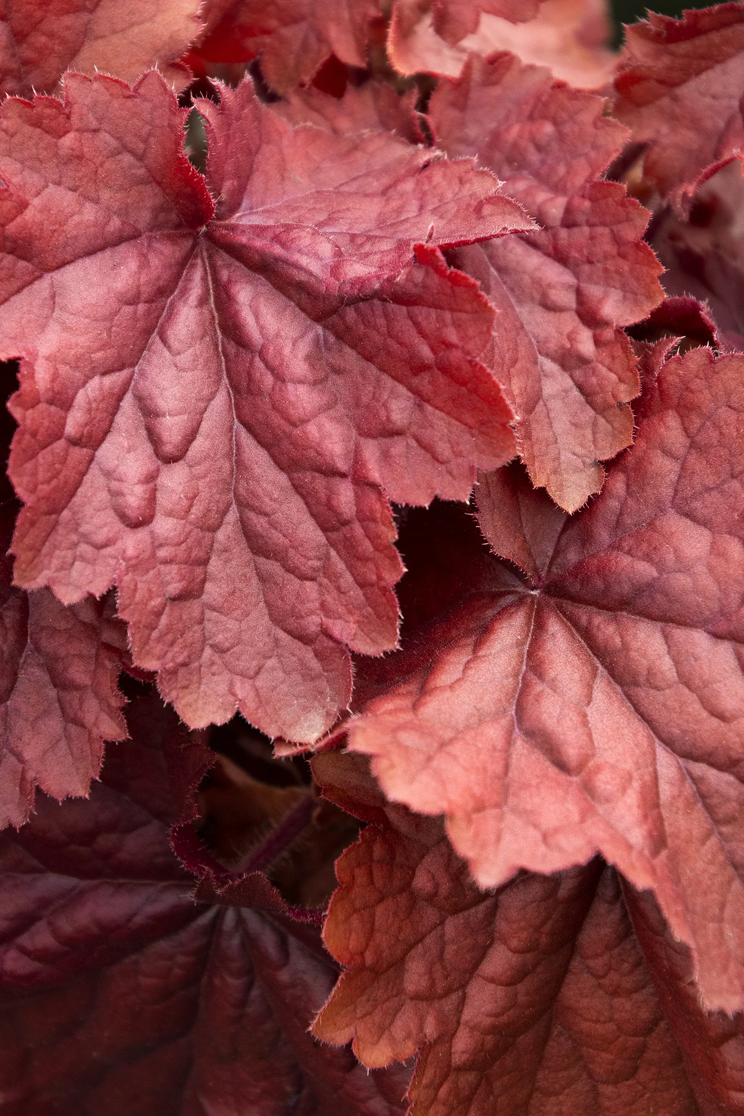 Northern Exposure™ Red Heuchera