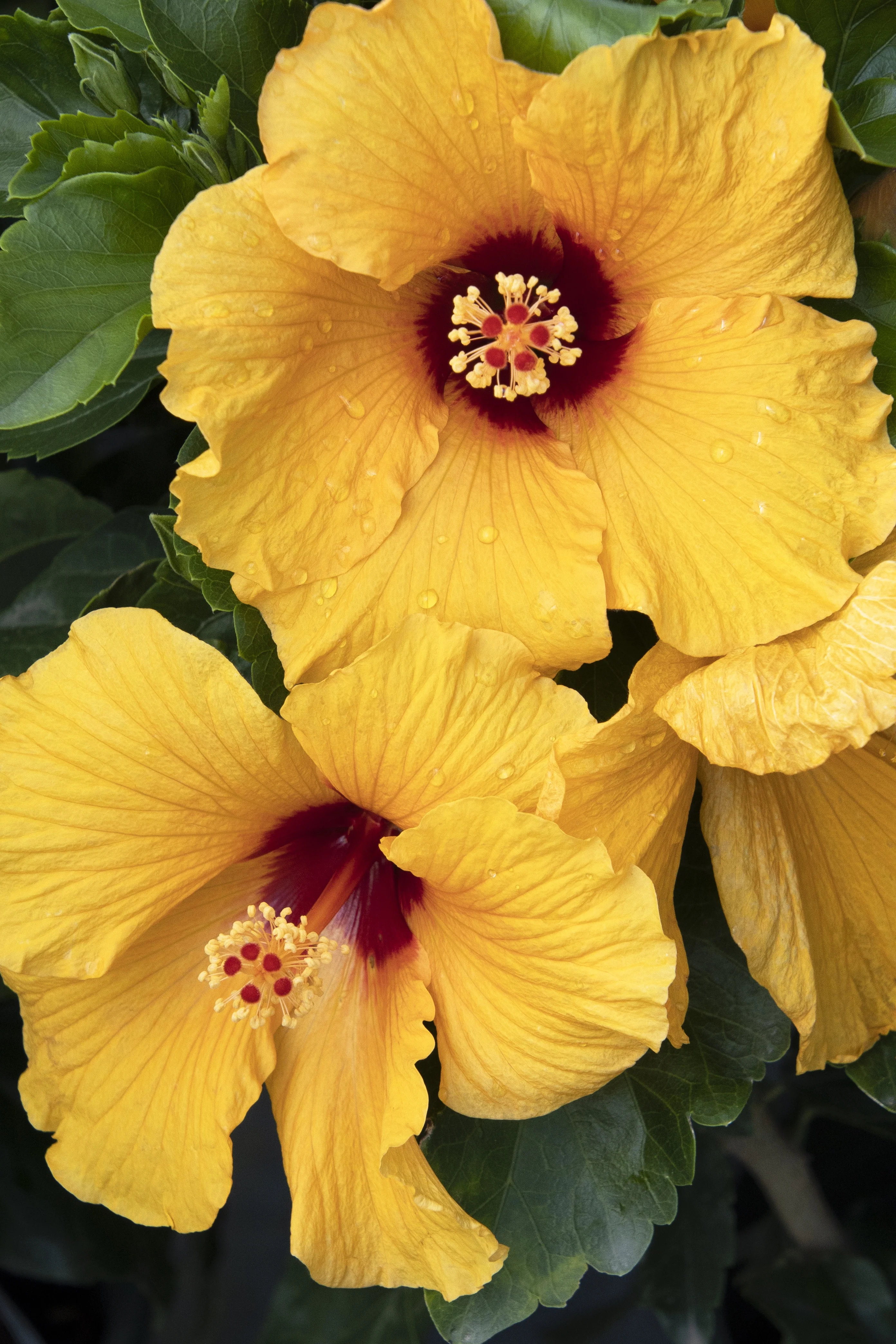 Jazzy Jewel® Gold Hibiscus