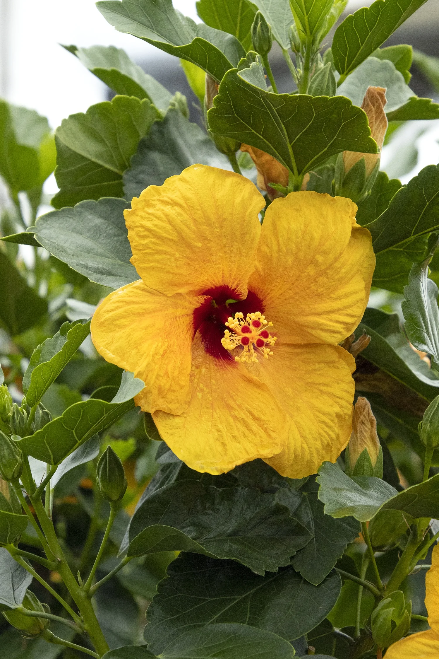 Jazzy Jewel® Gold Hibiscus