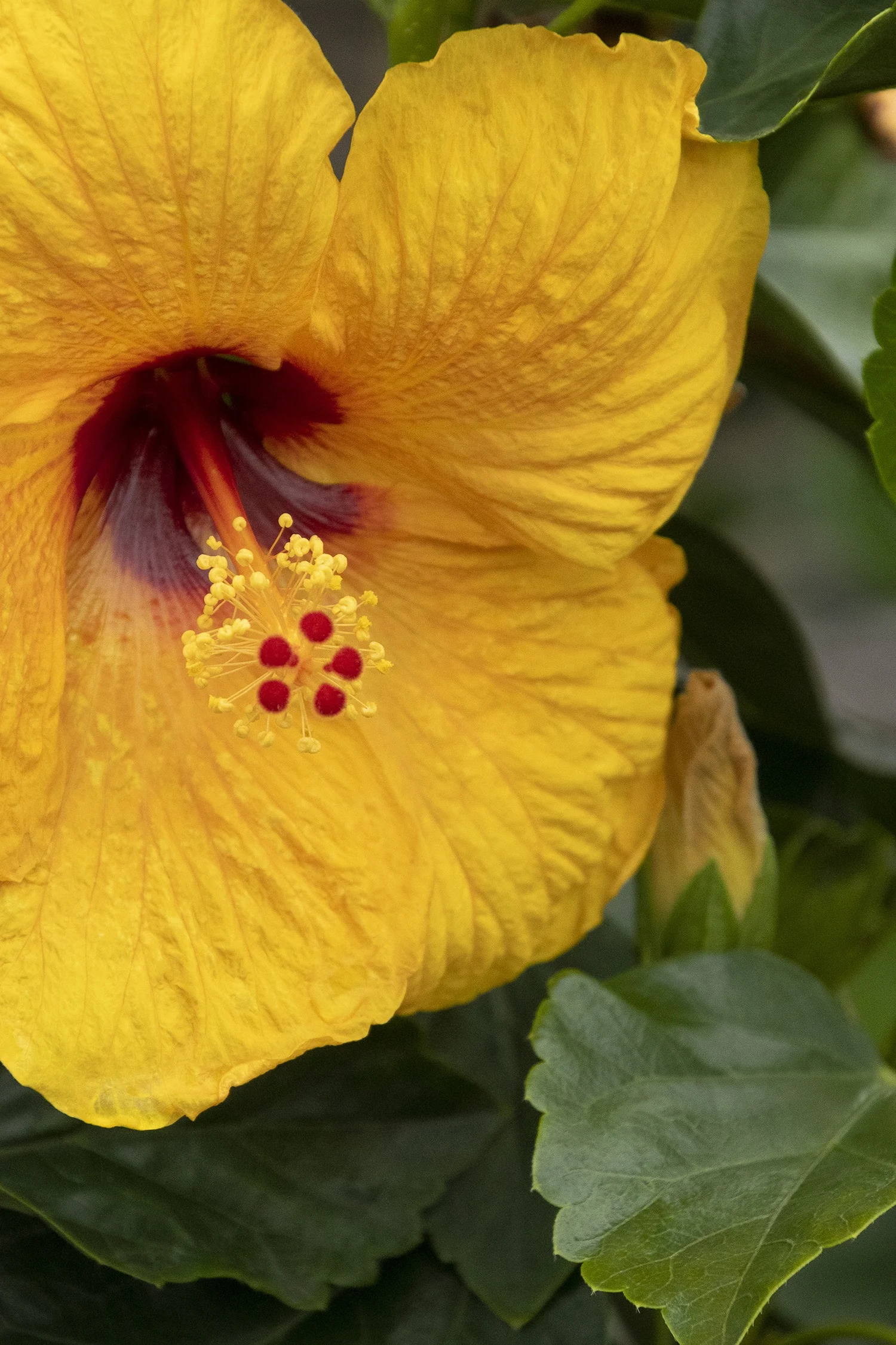 Jazzy Jewel® Gold Hibiscus 3 Jazzy Jewel® Gold Hibiscus