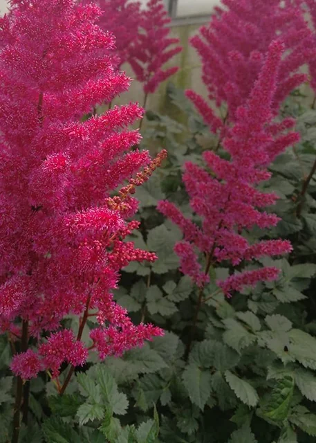 Visions Volcano Astilbe