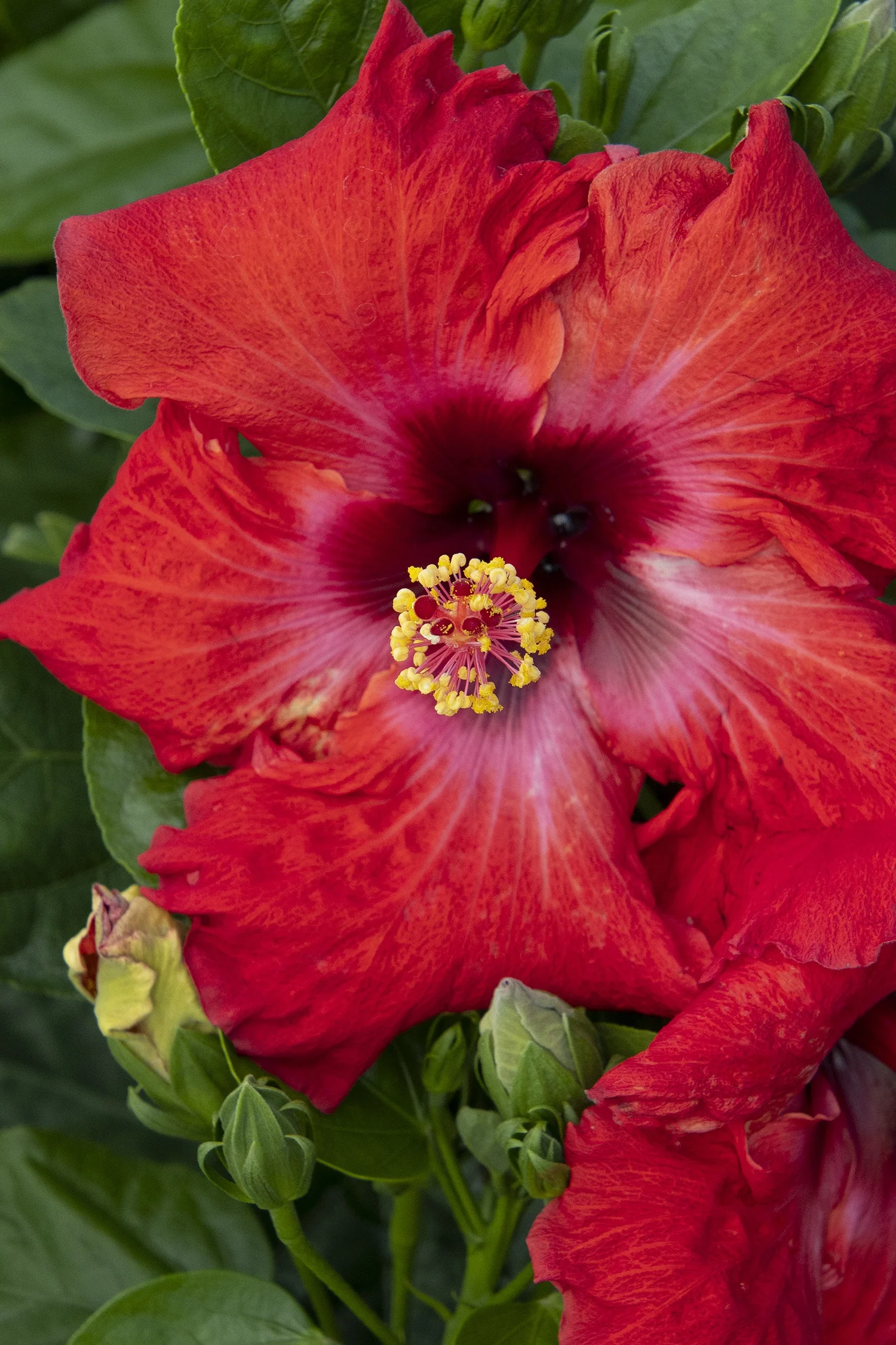 Jazzy Jewel® Ruby Hibiscus 6 Jazzy Jewel® Ruby Hibiscus