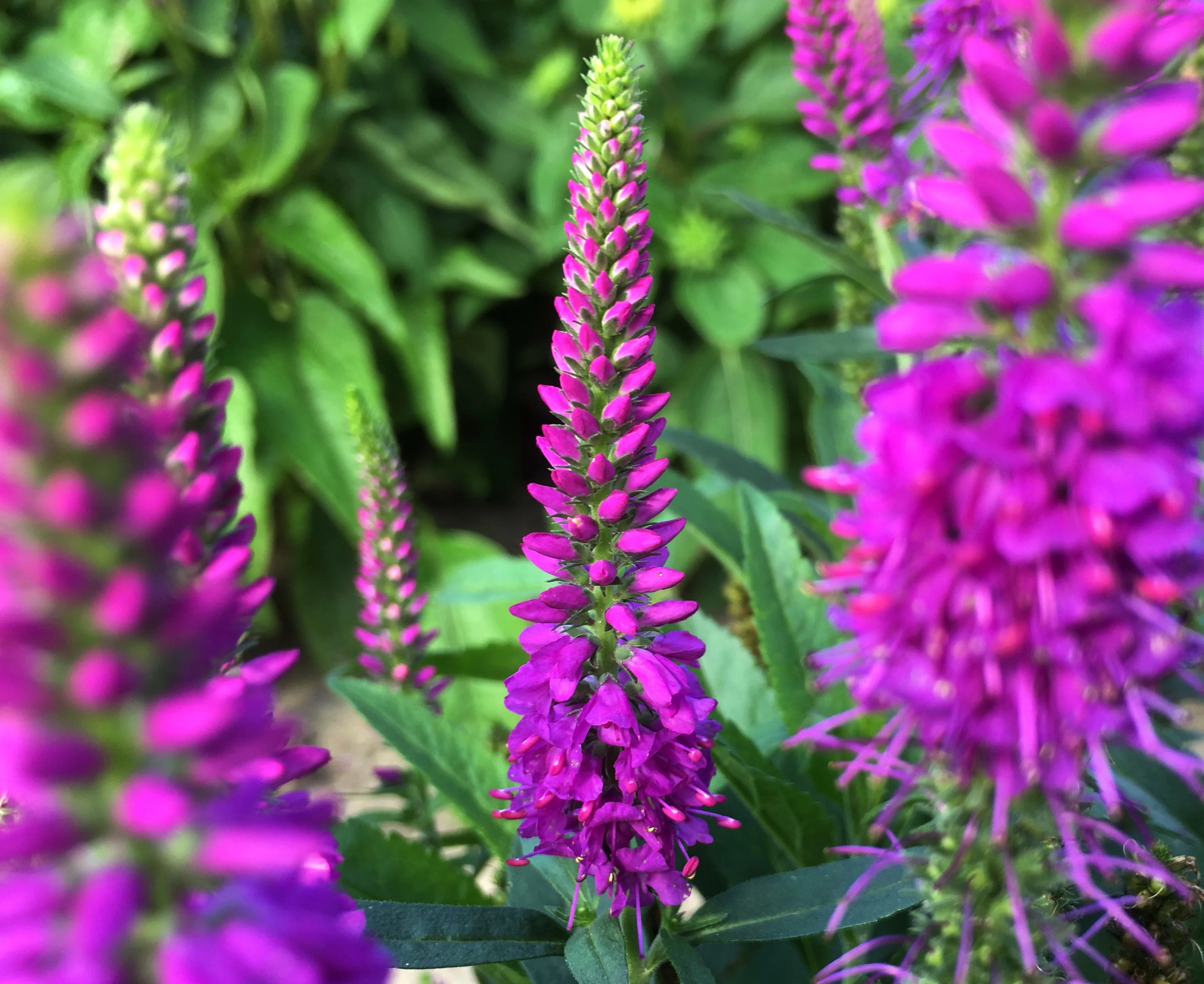 Purplegum Candles Veronica