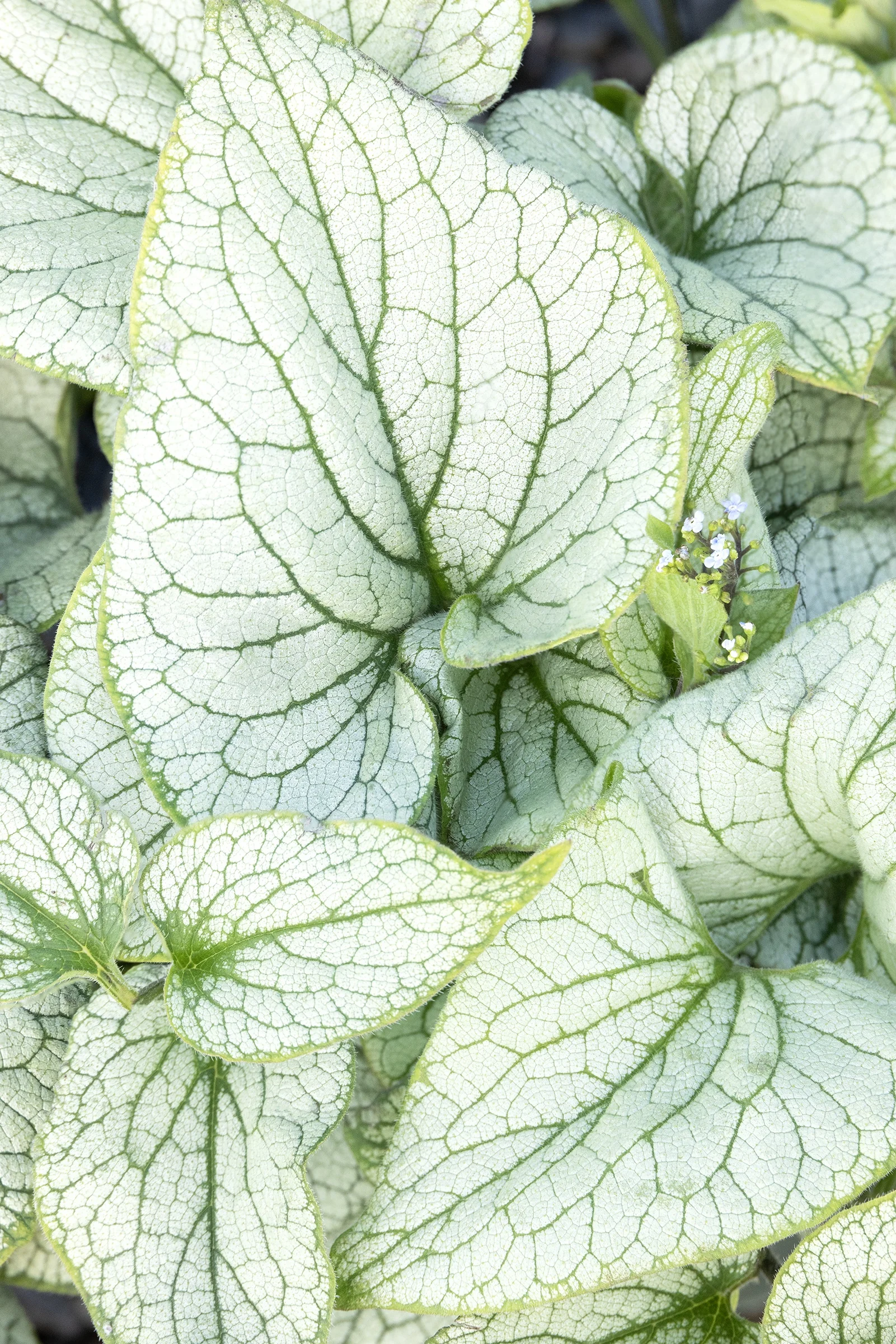 Frost Magic Brunnera