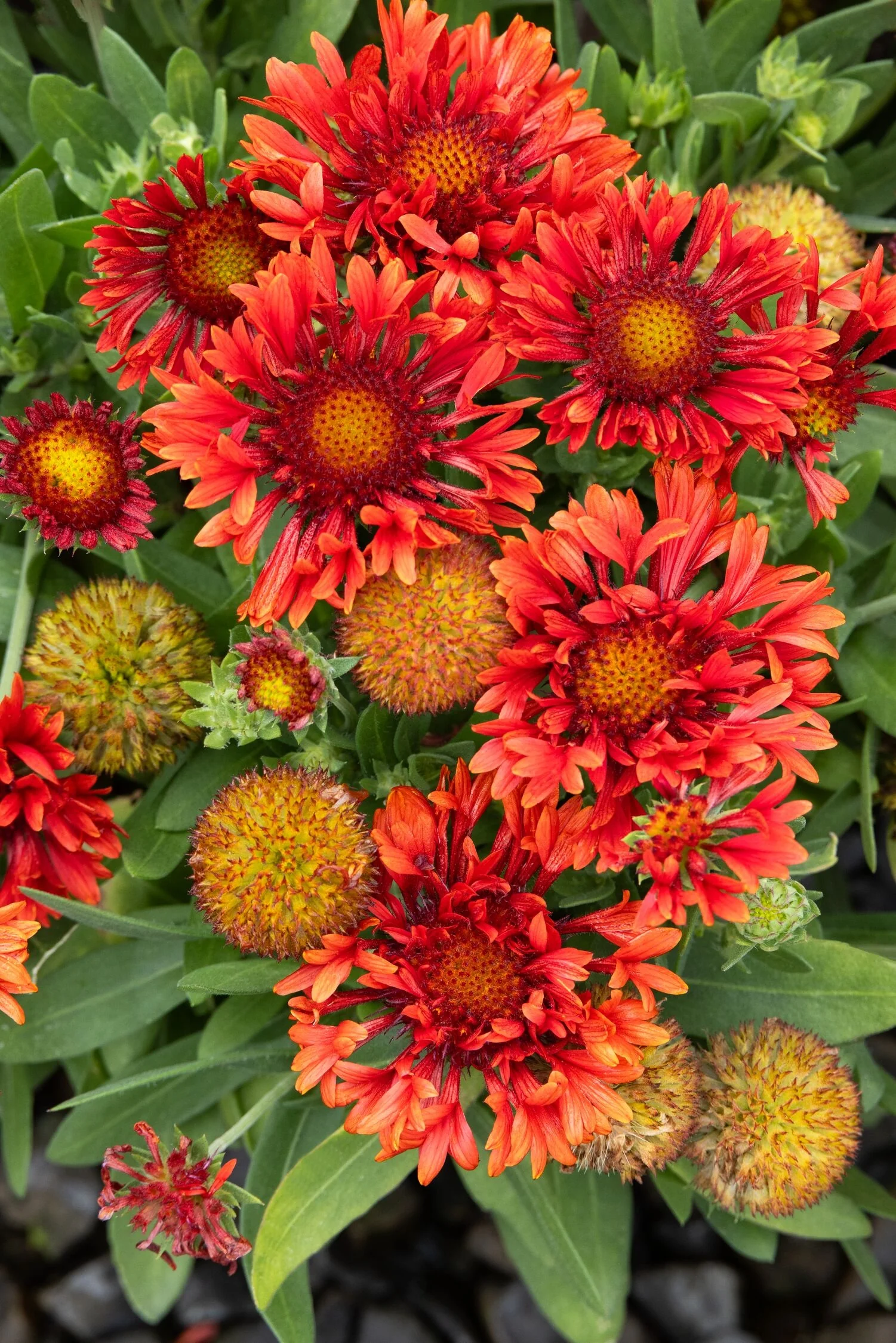 SpinTop® Mariachi Red Blanket Flower