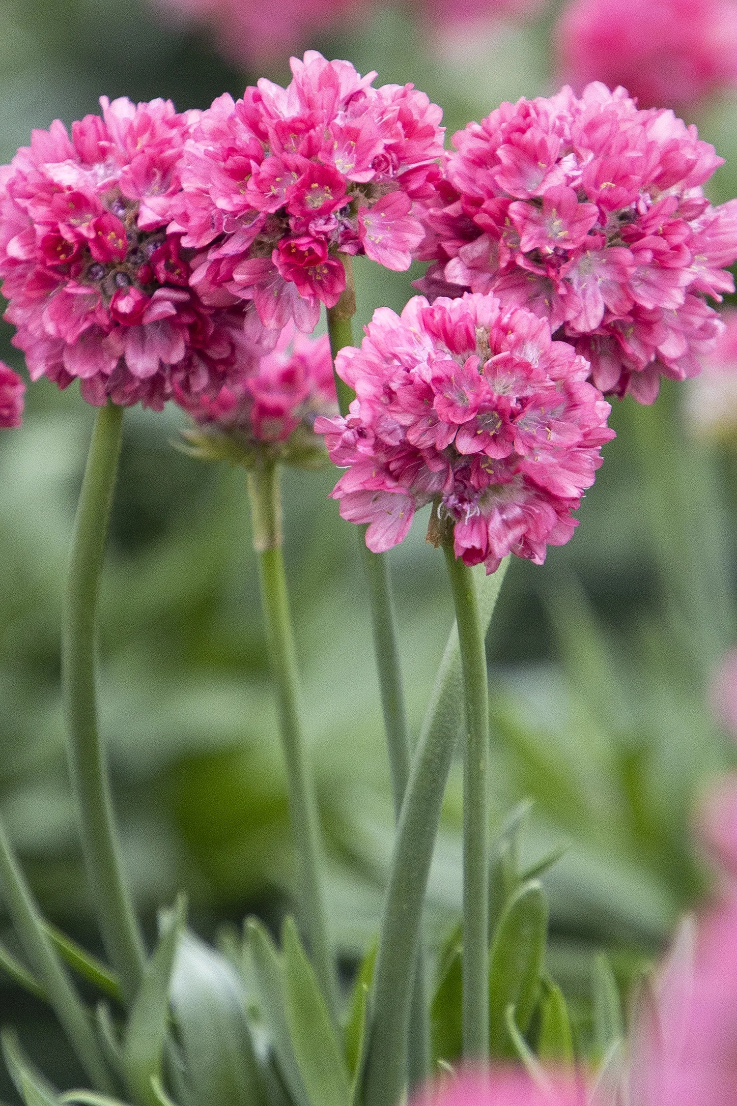 Dreameria® Dreamland Thrift