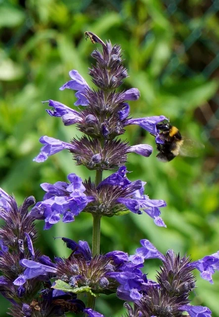 Neptune Catmint