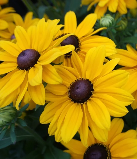 SmileyZ™ Sunny Black-Eyed Susan