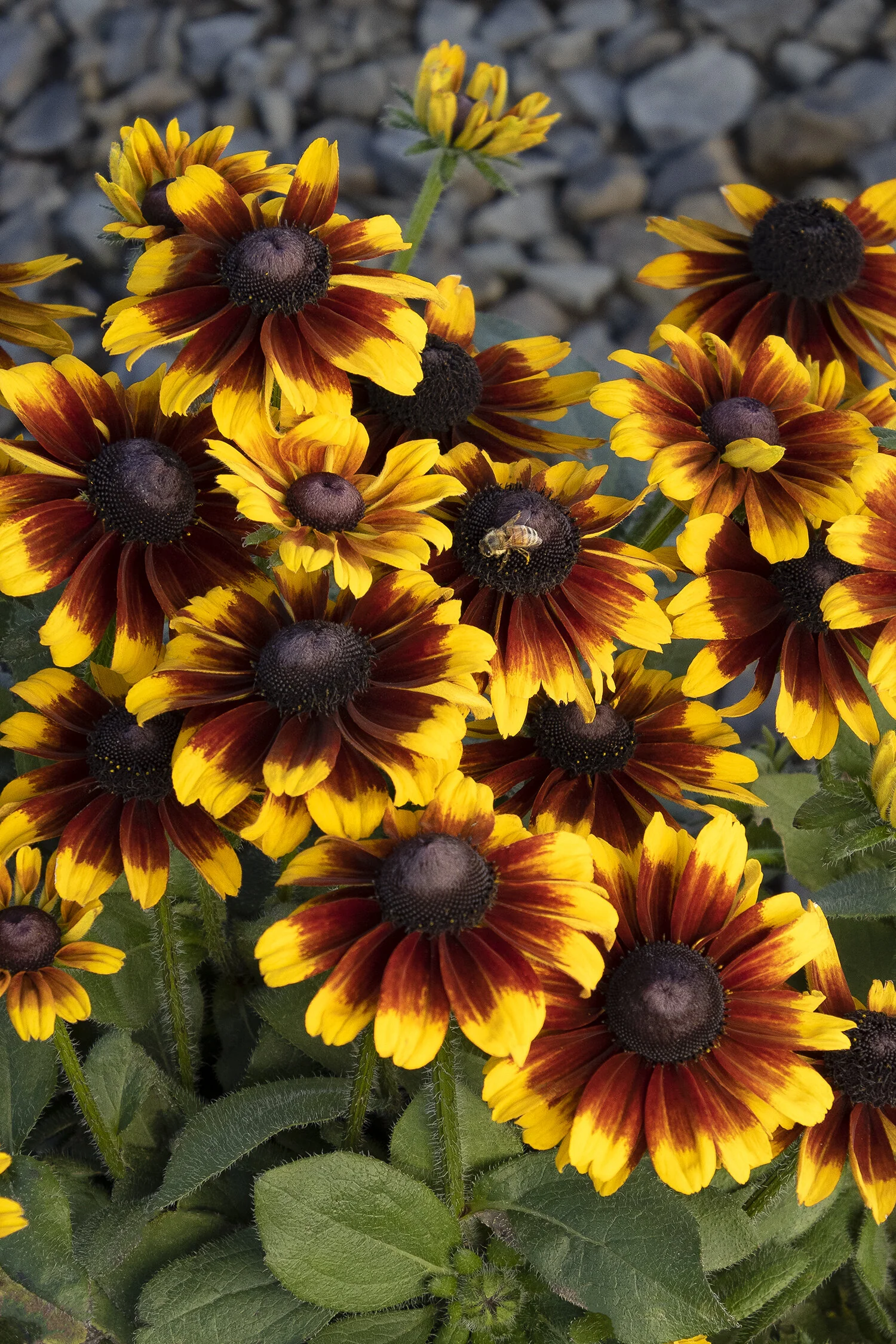 SmileyZ™ Kissing Black-Eyed Susan 1 SmileyZ™ Kissing Black-Eyed Susan