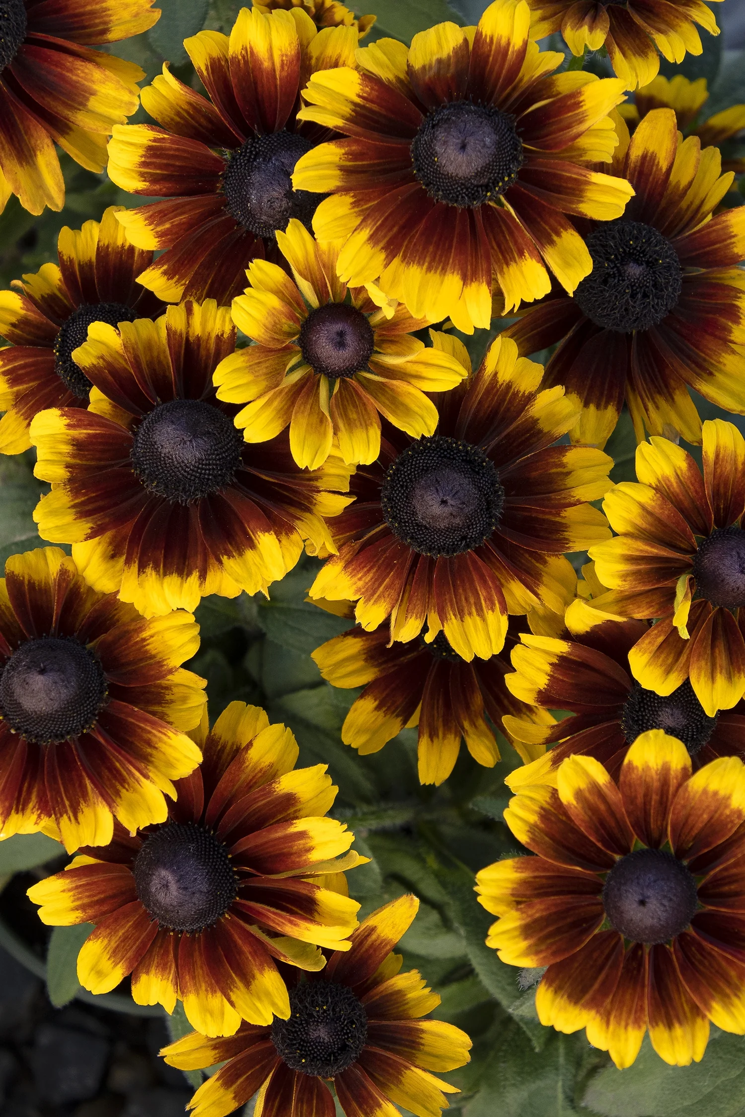 SmileyZ™ Kissing Black-Eyed Susan 2 SmileyZ™ Kissing Black-Eyed Susan