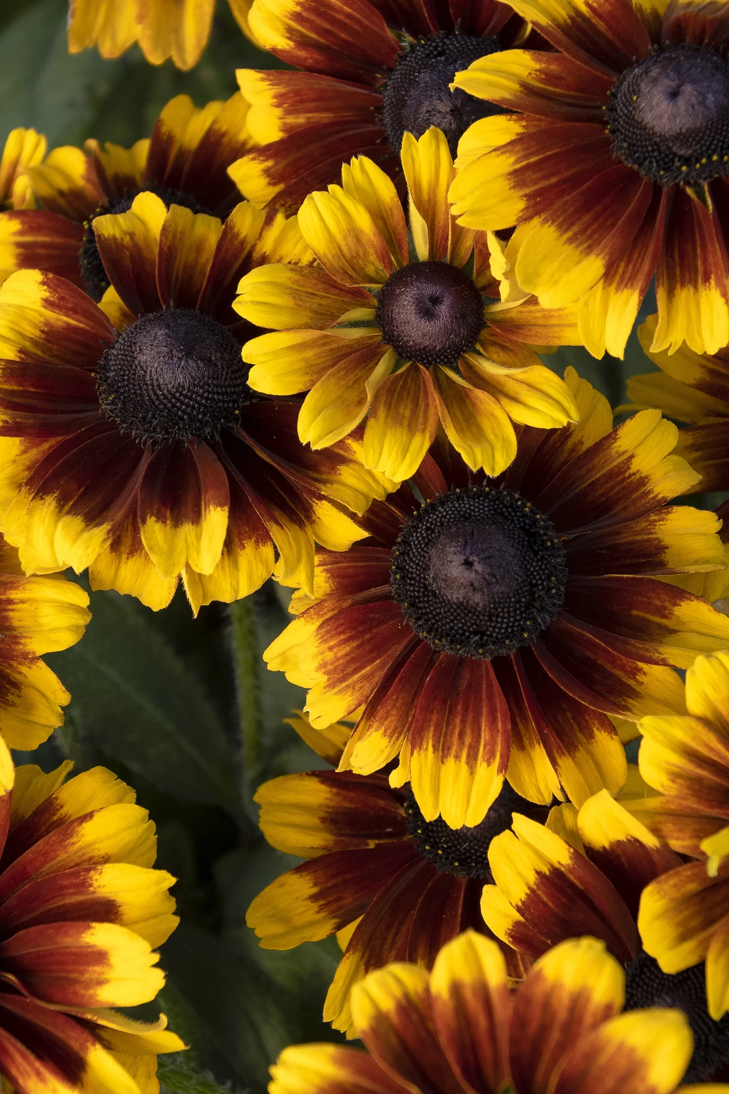SmileyZ™ Kissing Black-Eyed Susan 3 SmileyZ™ Kissing Black-Eyed Susan