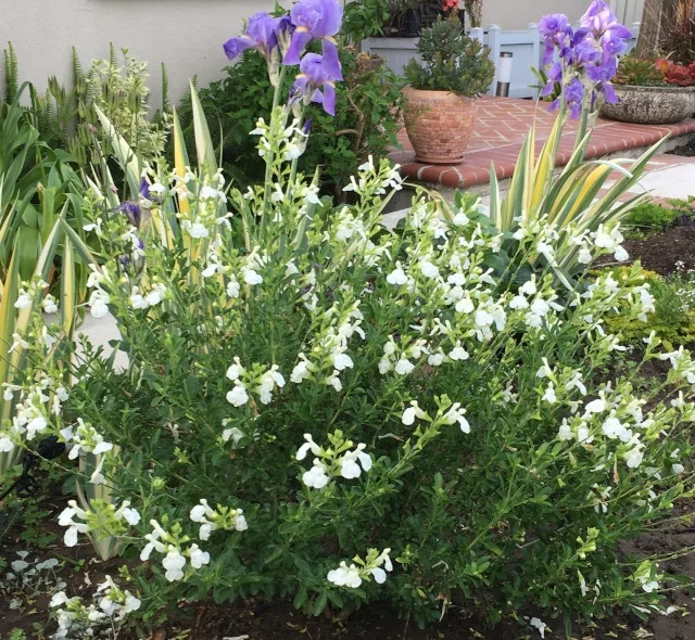 VIBE® Ignition White Salvia 7 VIBE® Ignition White Salvia