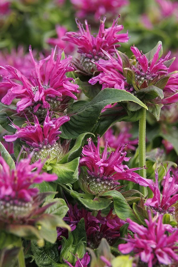 Bee-You™ Bee-Merry Bee Balm 6 Bee-You™ Bee-Merry Bee Balm