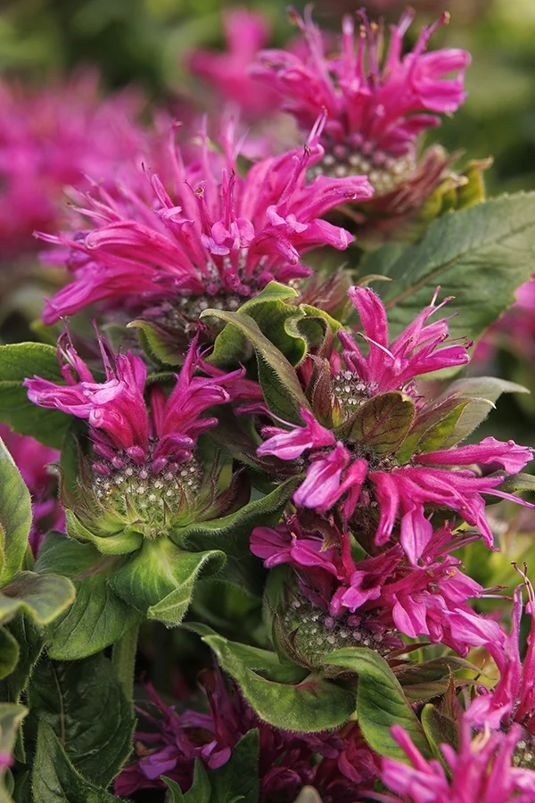 Bee-You™ Bee-Merry Bee Balm 2 Bee-You™ Bee-Merry Bee Balm