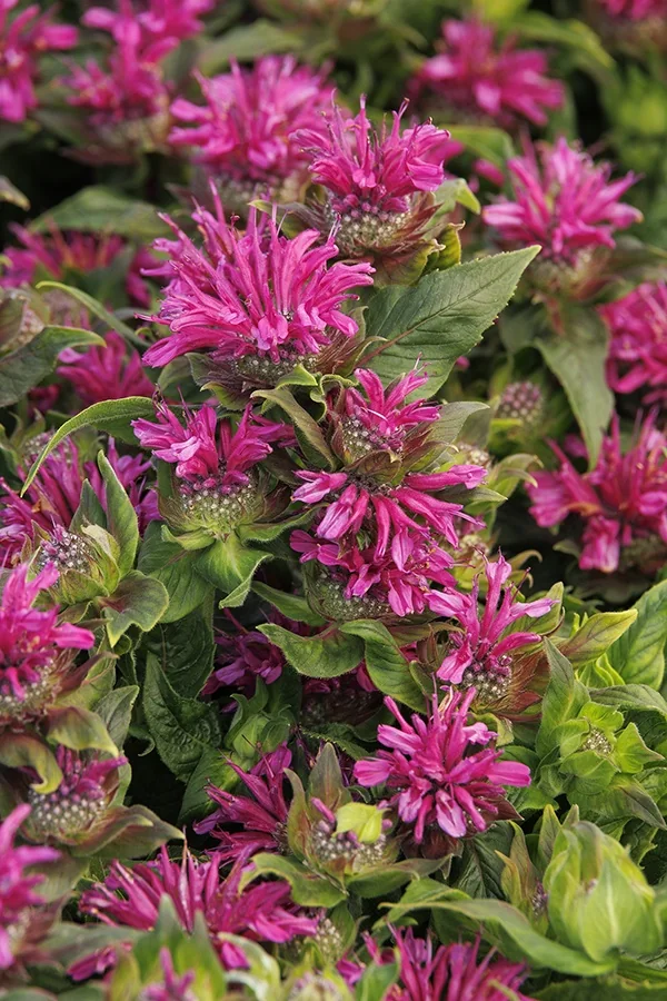 Bee-You™ Bee-Merry Bee Balm 3 Bee-You™ Bee-Merry Bee Balm