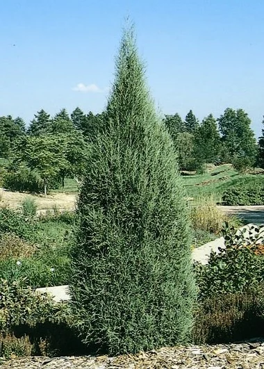 Cologreen Juniper 7 Cologreen Juniper