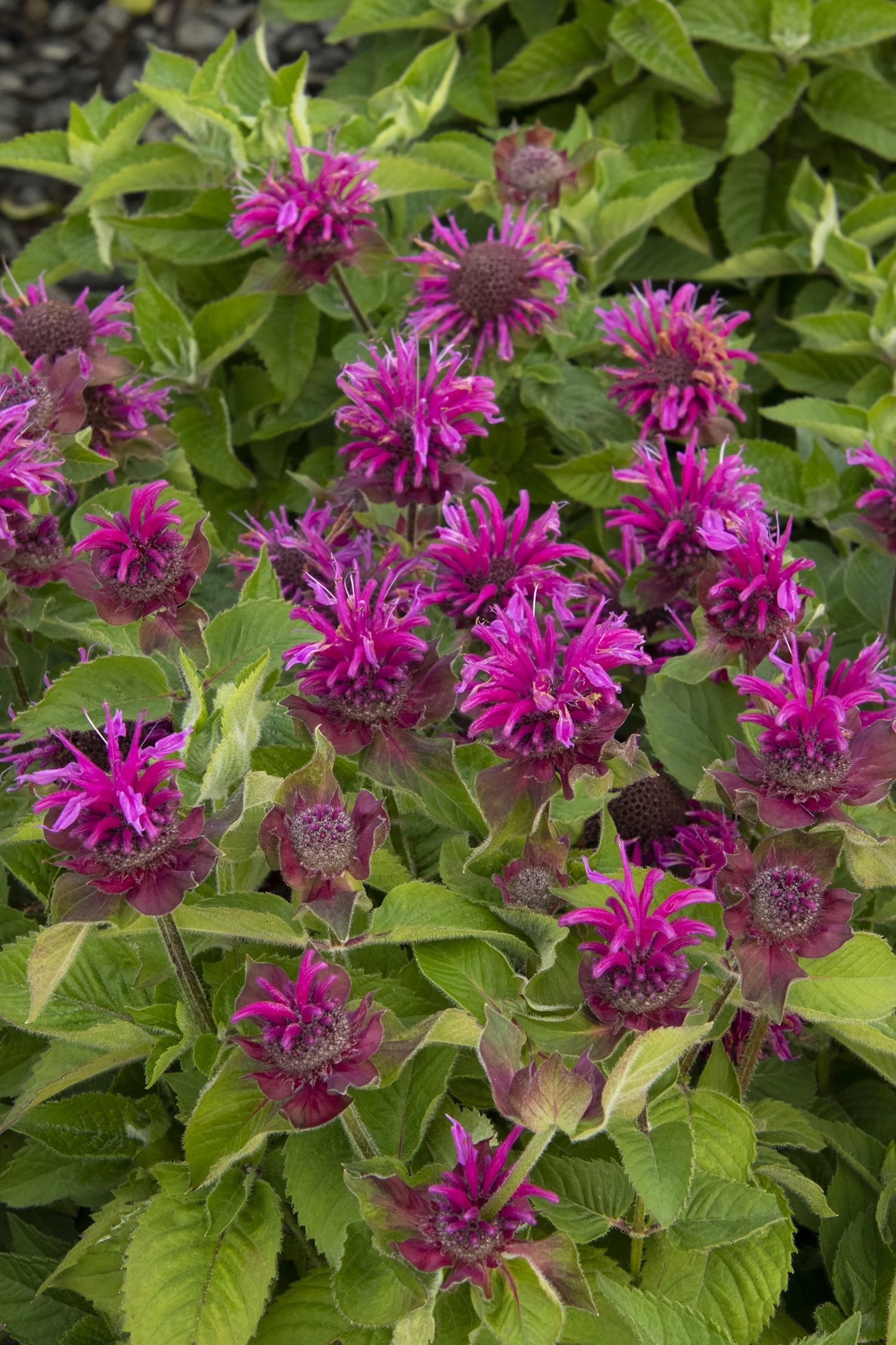 Bee-You™ Bee-Free Bee Balm 1 Bee-You™ Bee-Free Bee Balm