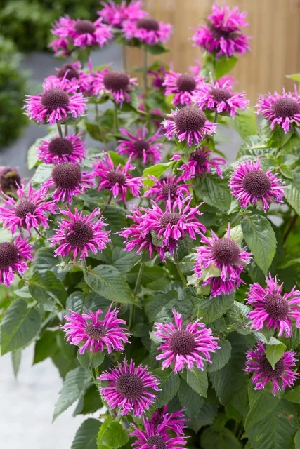 Bee-You™ Bee-Free Bee Balm 2 Bee-You™ Bee-Free Bee Balm