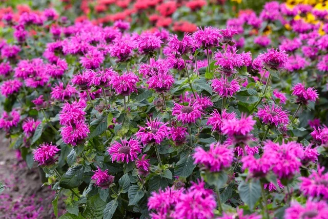 Bee-You™ Bee-Free Bee Balm 3 Bee-You™ Bee-Free Bee Balm