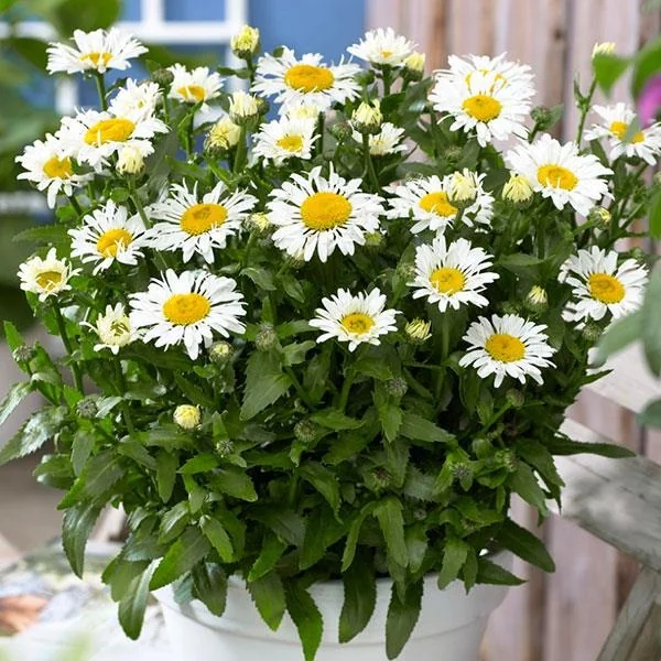 Ooh La™ LaCrosse Shasta Daisy 6 Ooh La™ LaCrosse Shasta Daisy