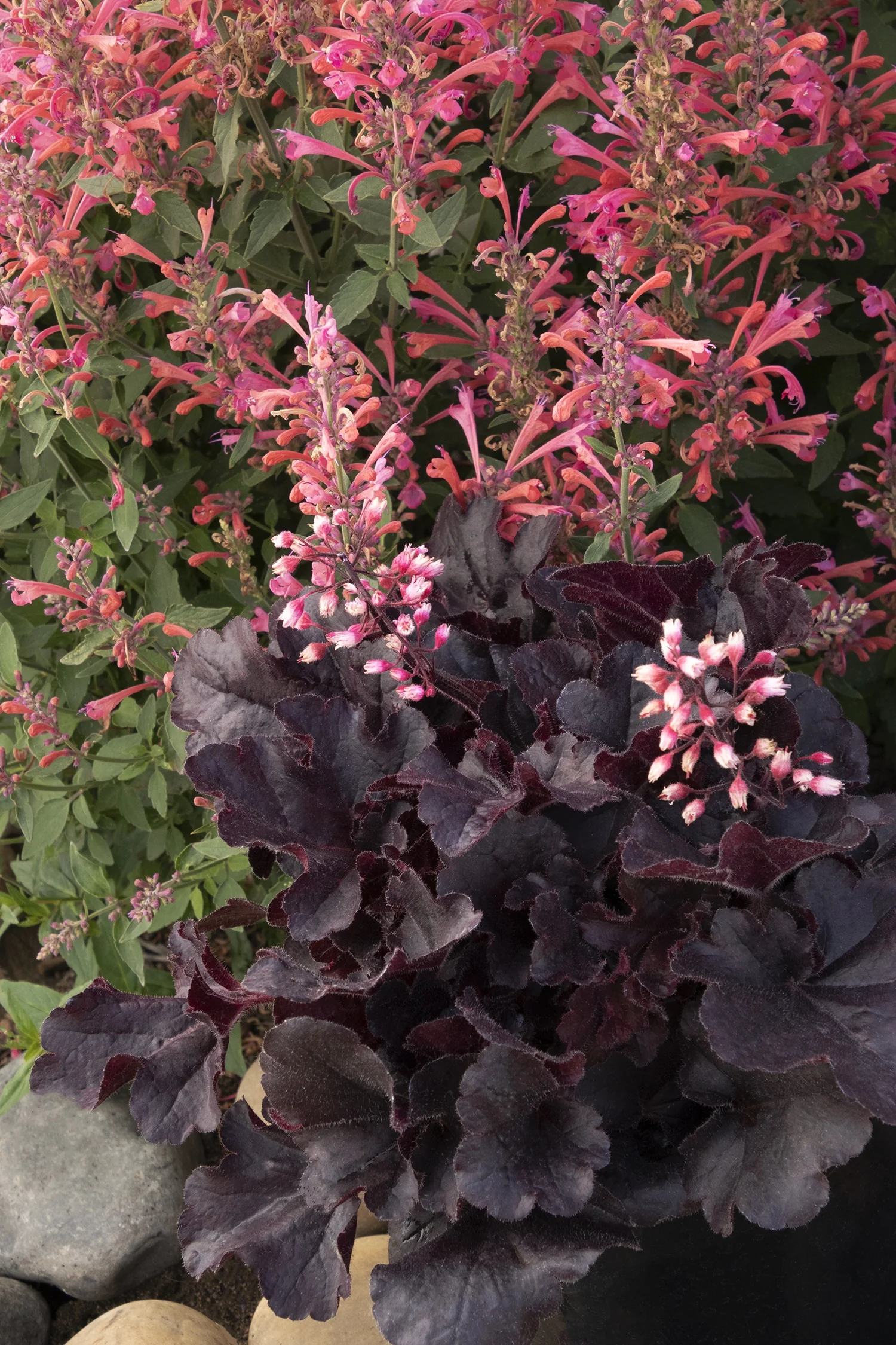 Sirens' Song™ Dark n' Bright Heuchera 6 Sirens' Song™ Dark n' Bright Heuchera