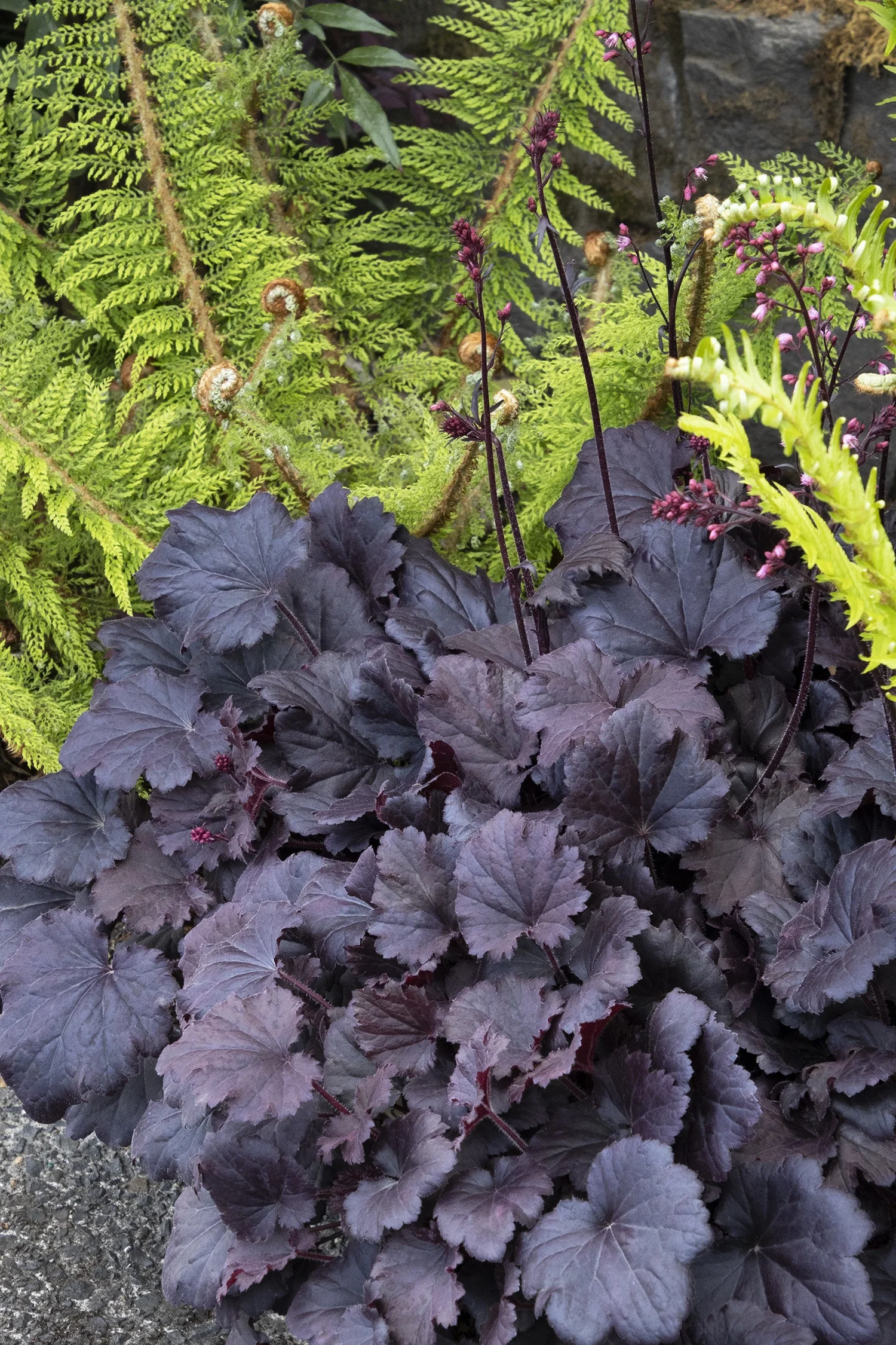 Sirens' Song™ Dark Night Heuchera 1 Sirens' Song™ Dark Night Heuchera