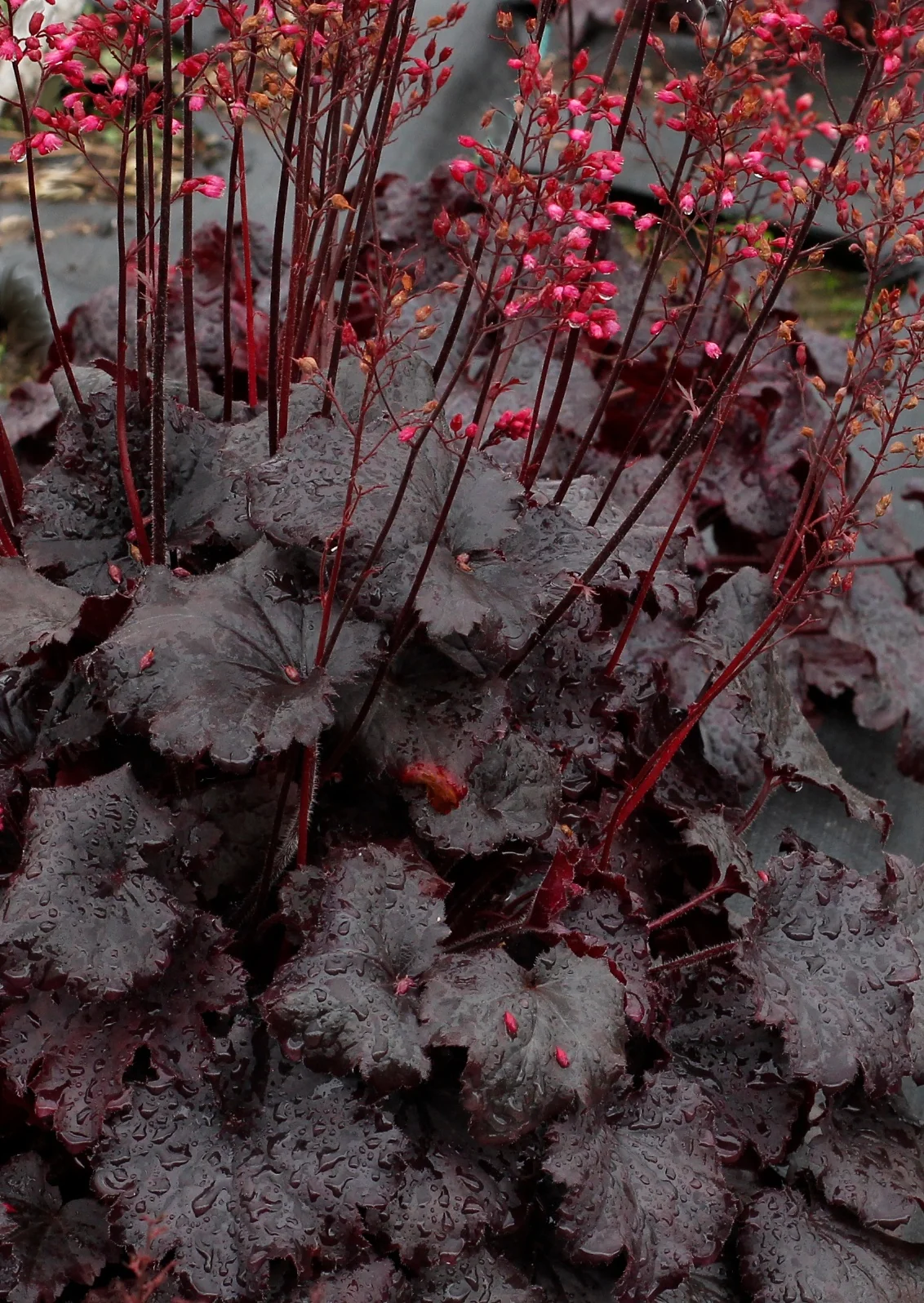 Sirens' Song™ Dark Night Heuchera 2 Sirens' Song™ Dark Night Heuchera
