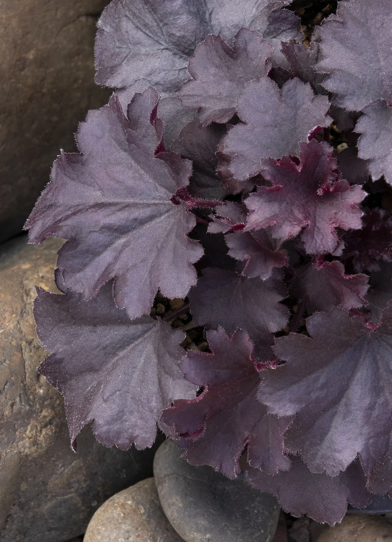 Sirens' Song™ Dark Night Heuchera 3 Sirens' Song™ Dark Night Heuchera