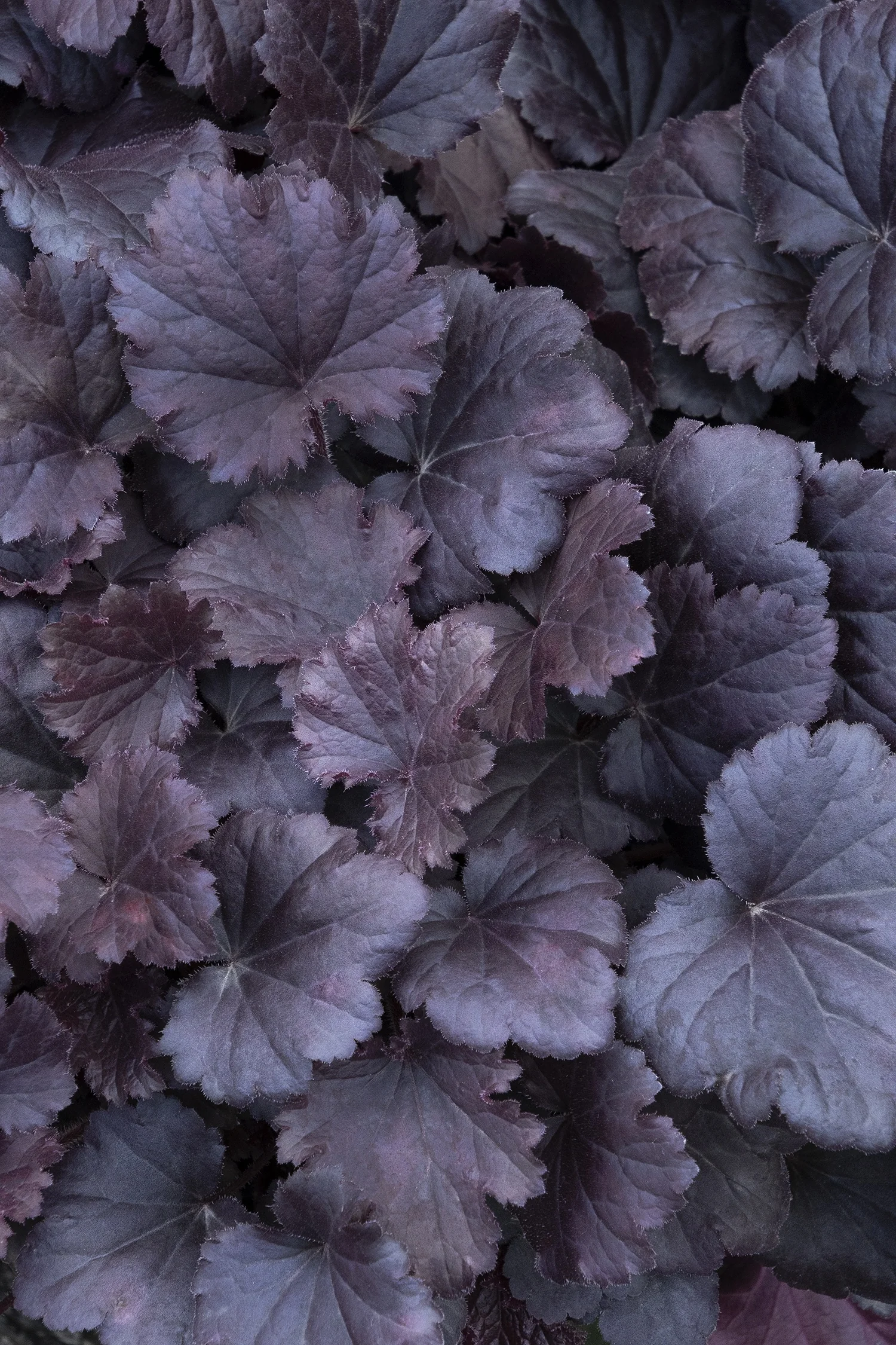 Sirens' Song™ Dark Night Heuchera 4 Sirens' Song™ Dark Night Heuchera