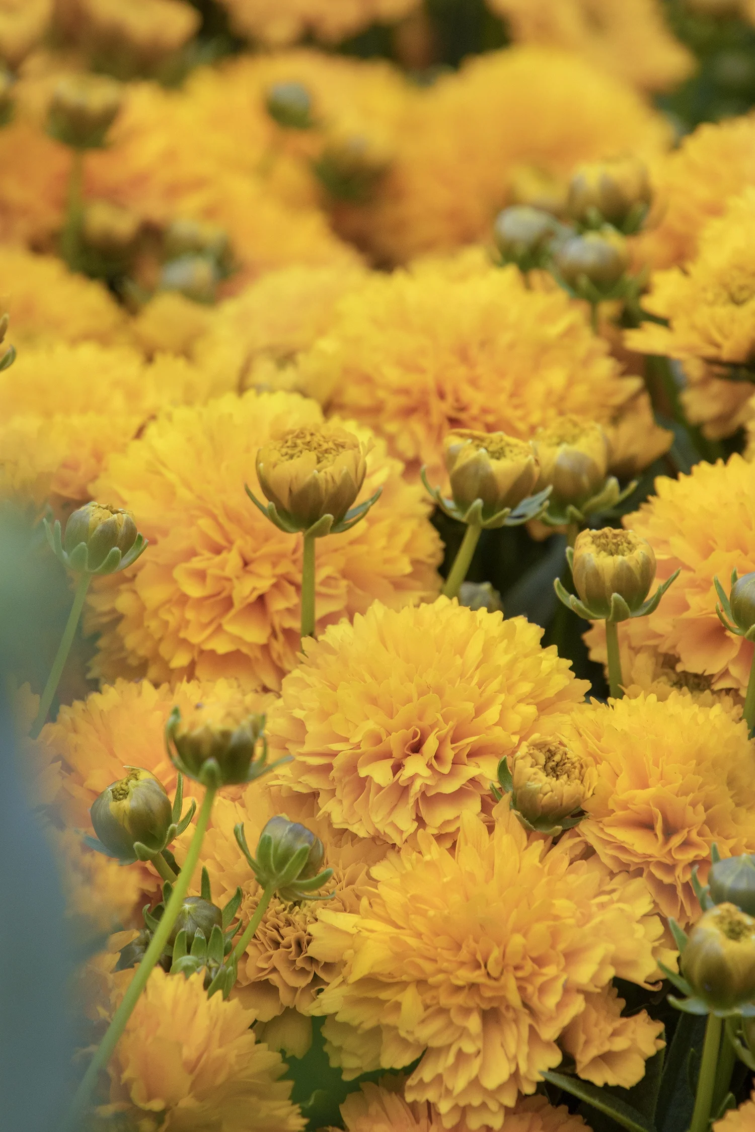 Solanna™ Golden Sphere Coreopsis
