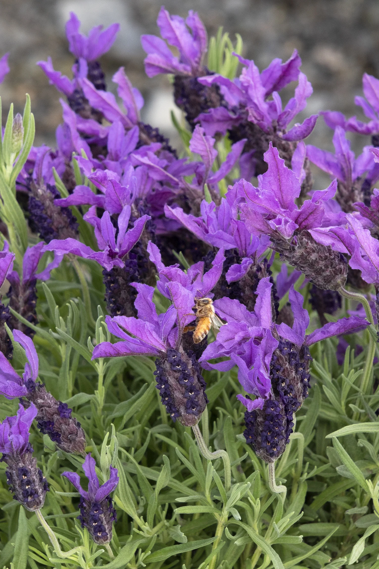Javelin Forte™ Deep Purple Spanish Lavender 8 Javelin Forte™ Deep Purple Spanish Lavender