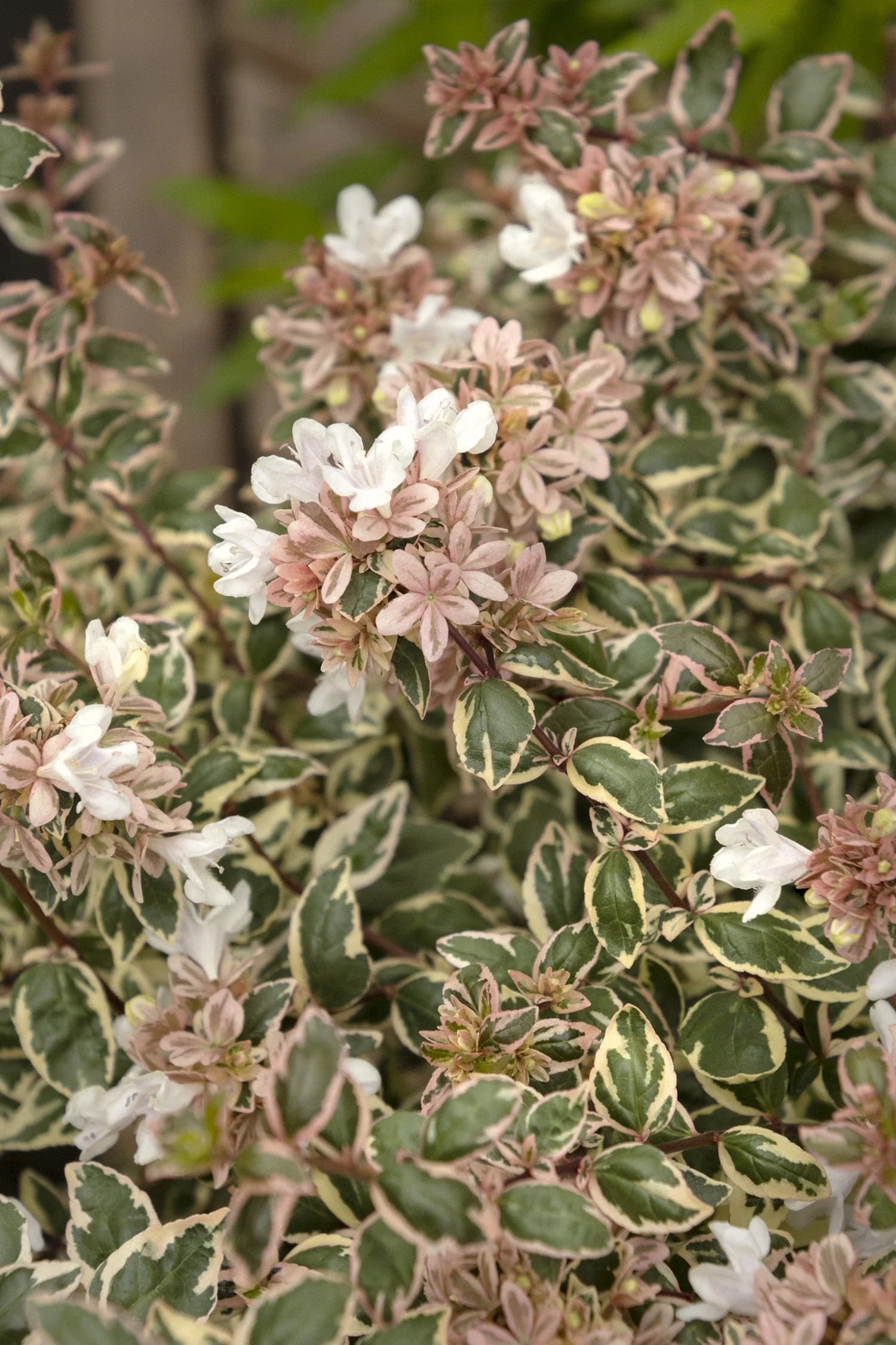 Magic Daydream Abelia 5 Magic Daydream Abelia