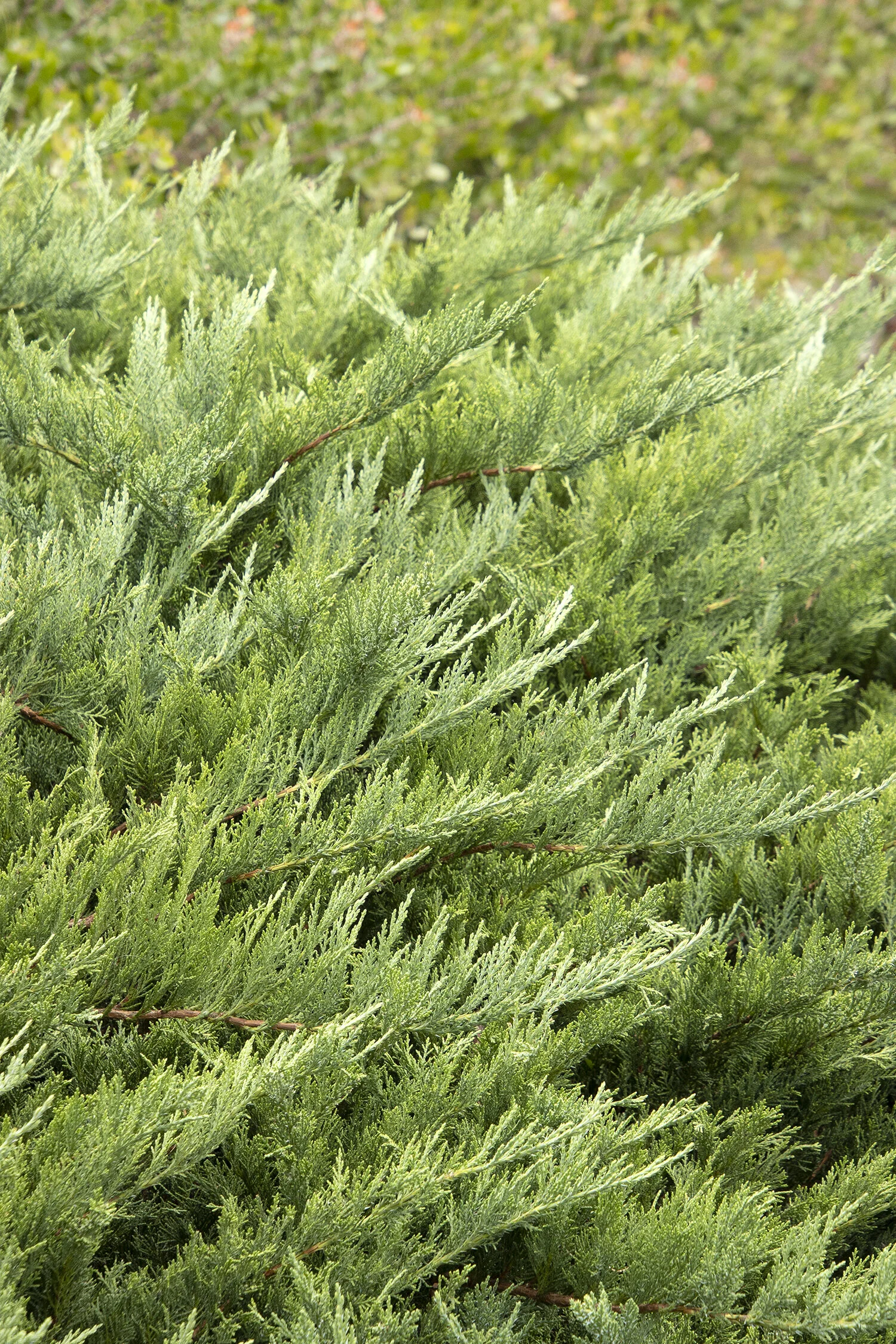 Arcadia Juniper