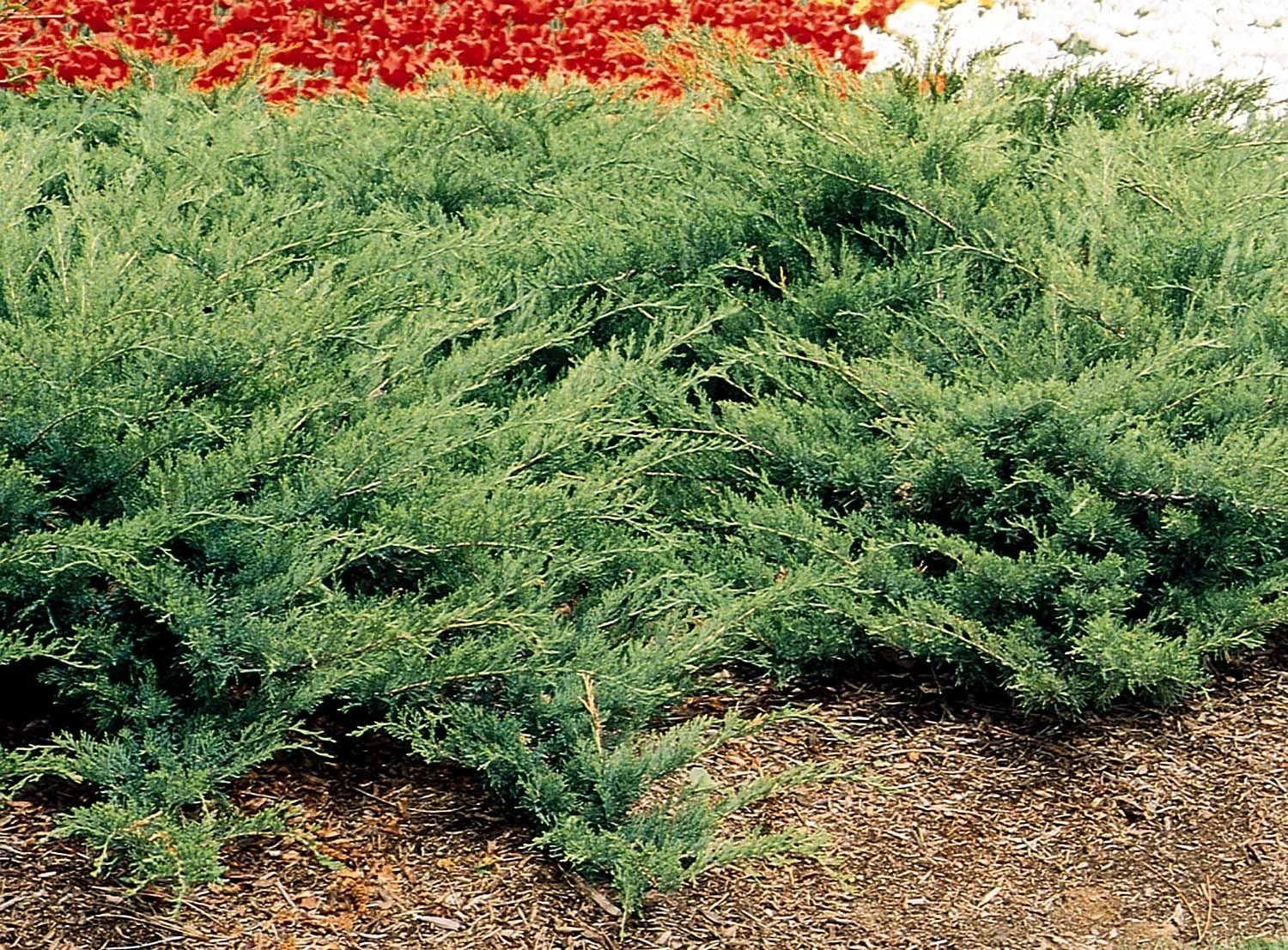 Arcadia Juniper