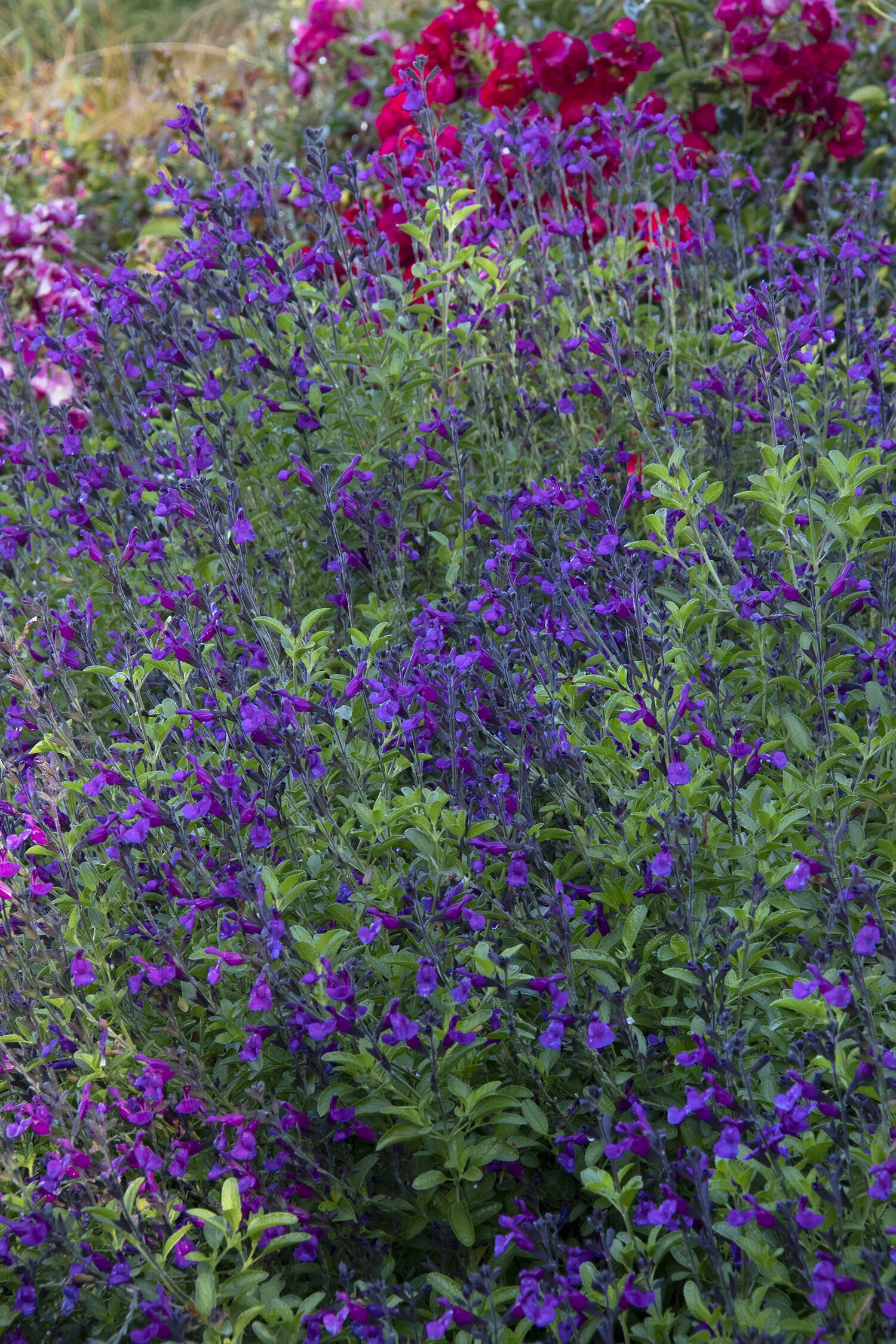VIBE® Ignition Purple Salvia 7 VIBE® Ignition Purple Salvia
